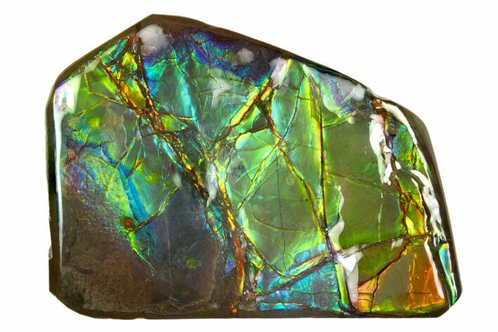 Iridescent Ammolite (Fossil Ammonite Shell) - Greens & Blues #316776